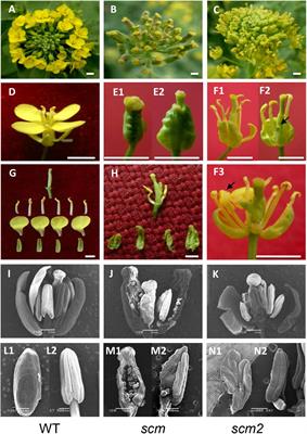 Defective APETALA2 Genes Lead to Sepal Modification in Brassica Crops